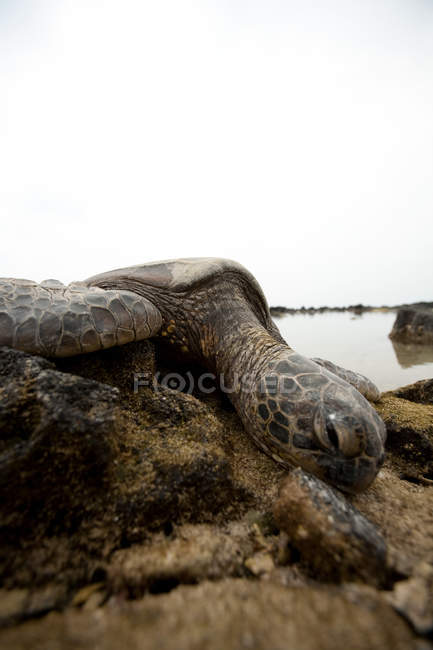 Nivel de superficie de la tortuga marina en las rocas en la isla grande, hawaii - foto de stock
