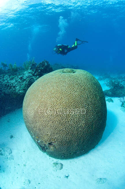 Plongeur sur récif corallien — Photo de stock