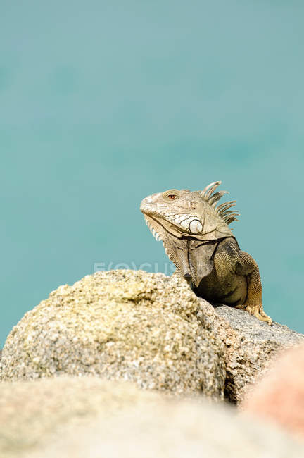 Side view of guana on rock, close up — Stock Photo