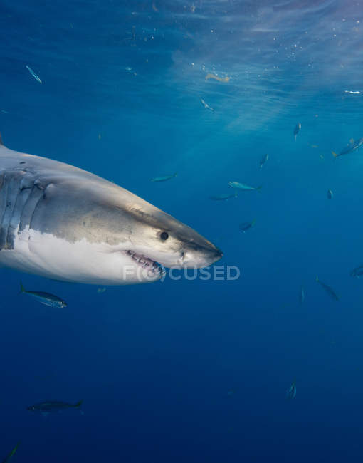 Weißer Hai — Stockfoto