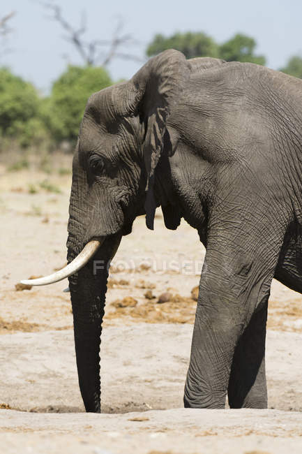 Вид збоку Африканський слон у Чобе Національний парк, Ботсвана, Африка — стокове фото