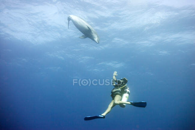 Дайвер плавает с дельфином — стоковое фото