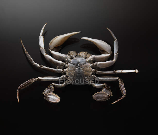 Vista inferior do caranguejo contra fundo preto — Fotografia de Stock