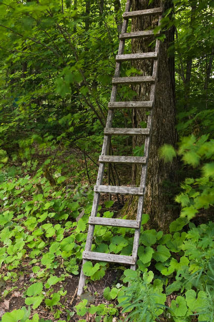 Wooden ladder against tree — Stock Photo