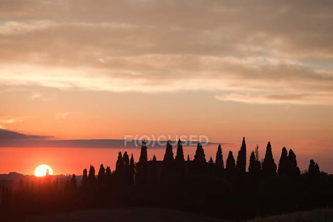 Cipressi al tramonto vicino Siena — Foto stock