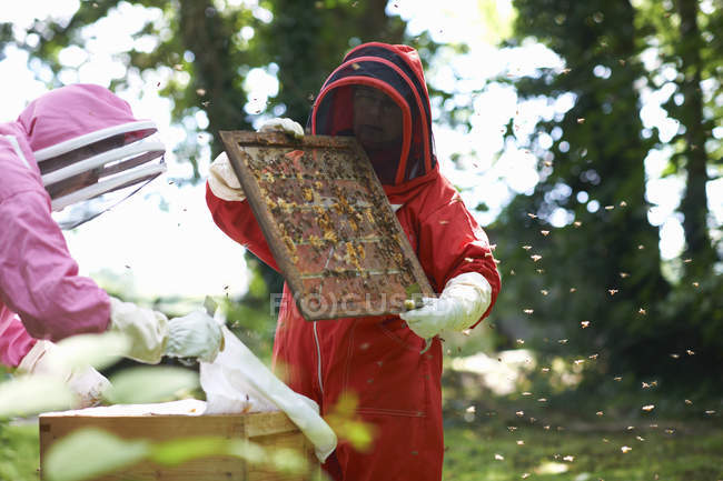 Two beekeepers looking into hive, surrounded by bees — Stock Photo