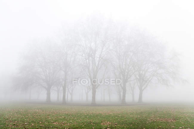 Belle sagome di alberi in mattina nebbiosa — Foto stock