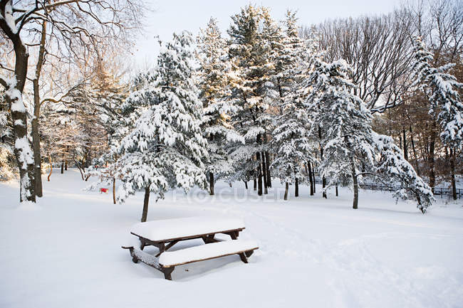 Árvores cobertas de neve, mesa e banco no parque de inverno — Fotografia de Stock