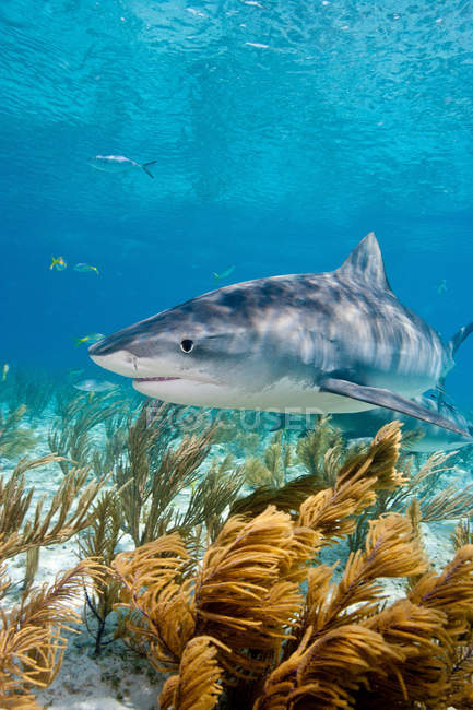 Vista lateral del tiburón tigre nadando bajo el agua - foto de stock