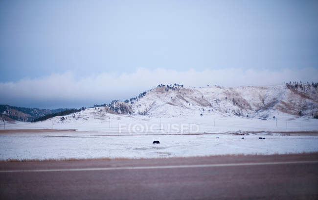 Cattle in snow covered field — Stock Photo