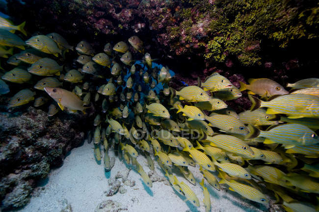 Schooling fish swimming at coral reef — Stock Photo