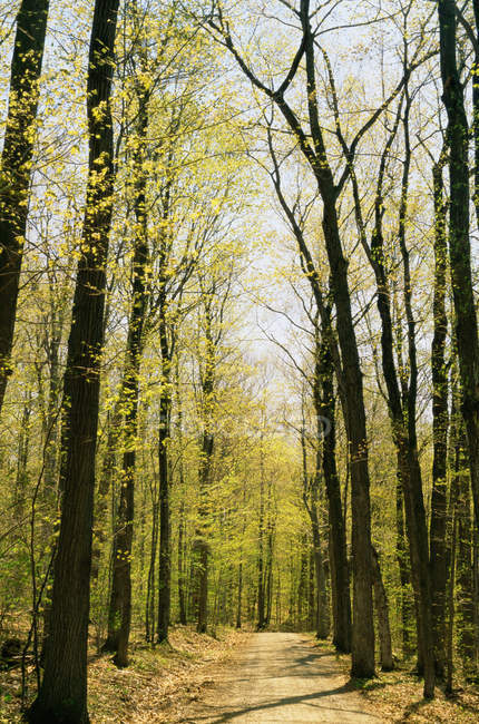 Лісова стежка навесні — стокове фото