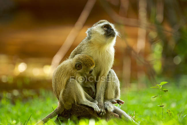 Two cute Vervet monkeys in Zambia — Stock Photo