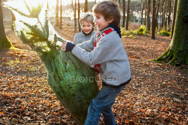 Two boys holding Christmas tree in forest — Stock Photo