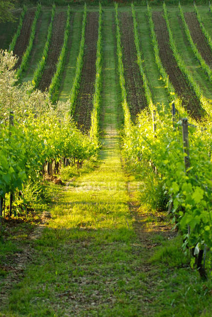 Vue sur le vignoble en Toscane — Photo de stock