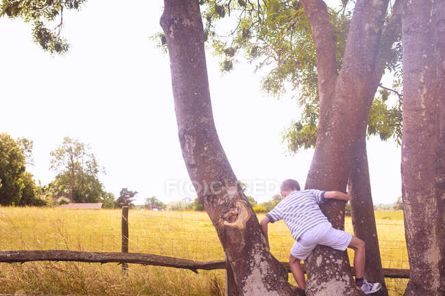 Rear view of boy climbing tree in field — Stock Photo
