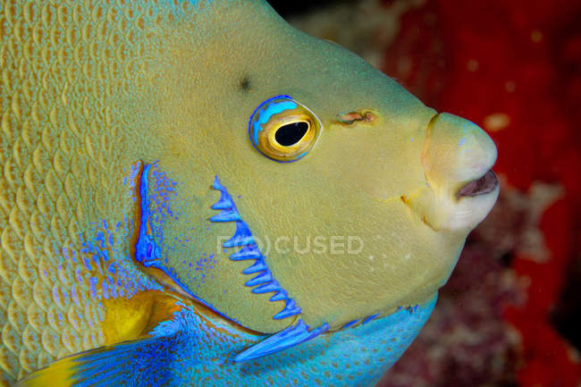 Pesce angelo blu che nuota alla barriera corallina, primo piano colpo — Foto stock