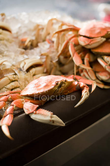 Fresh crabs in market stall on ice, sea food — Stock Photo