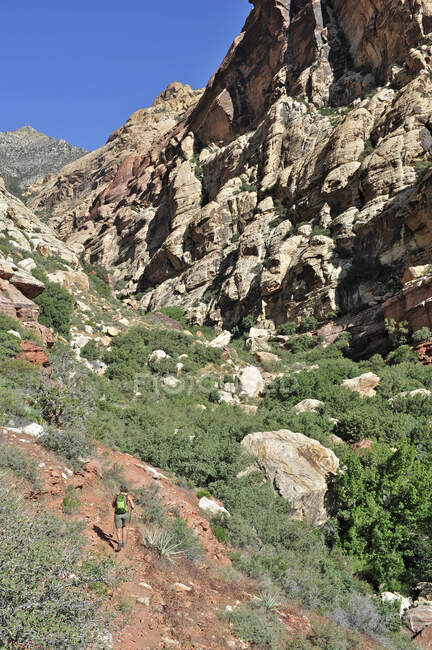 Високий кут заднього виду мандрівника йде до скелі, First Creek, Las Vegas, Nevada, USA — стокове фото