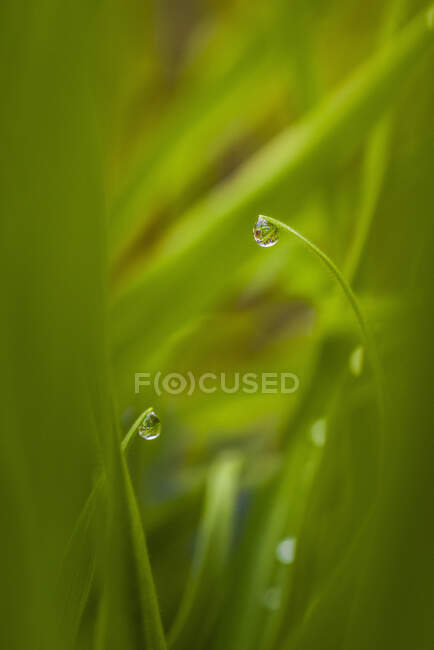 Lame d'erba con goccioline d'acqua, primo piano — Foto stock