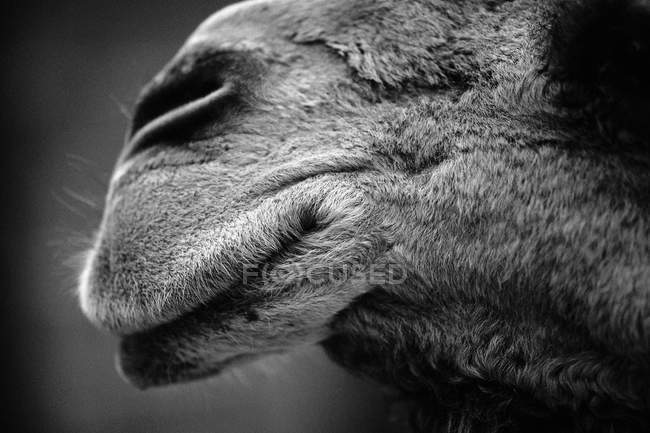 Camels nose with out of focus background, close-up — Stock Photo
