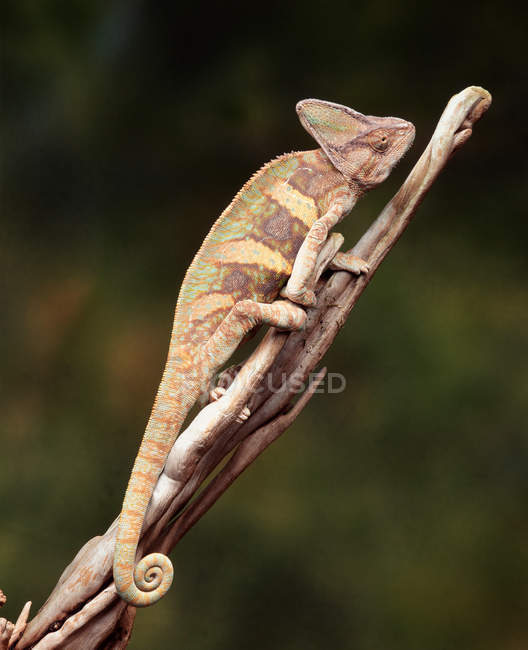 Bonito camaleão sentado no ramo no fundo borrado — Fotografia de Stock