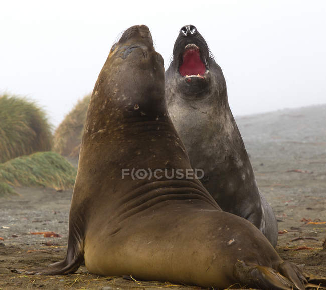 Elefante focas lucha en la playa - foto de stock