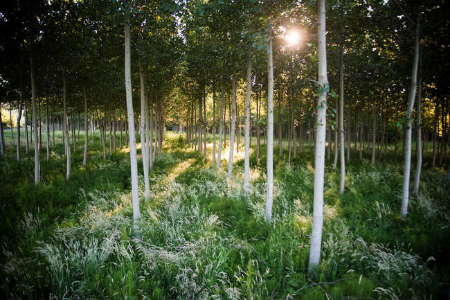 Giovani alberi verdi ed erba nella foresta con la luce del sole — Foto stock