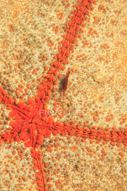 Camarão na estrela do mar — Fotografia de Stock
