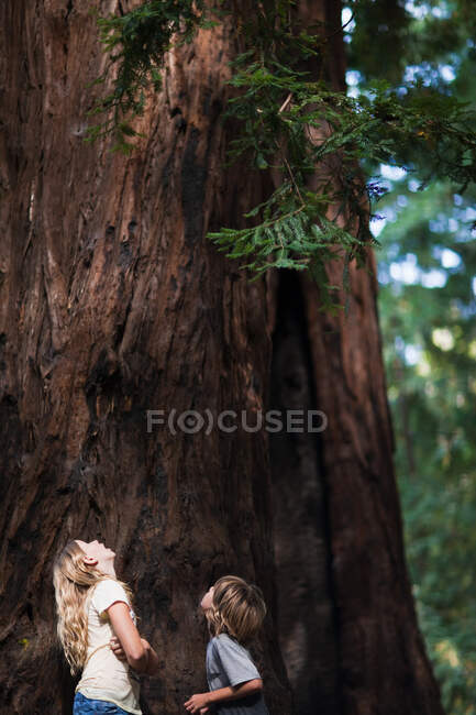 Two children looking up at a tree — Stock Photo