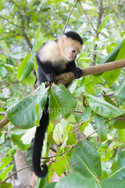 Monkey sitting on tree — Stock Photo