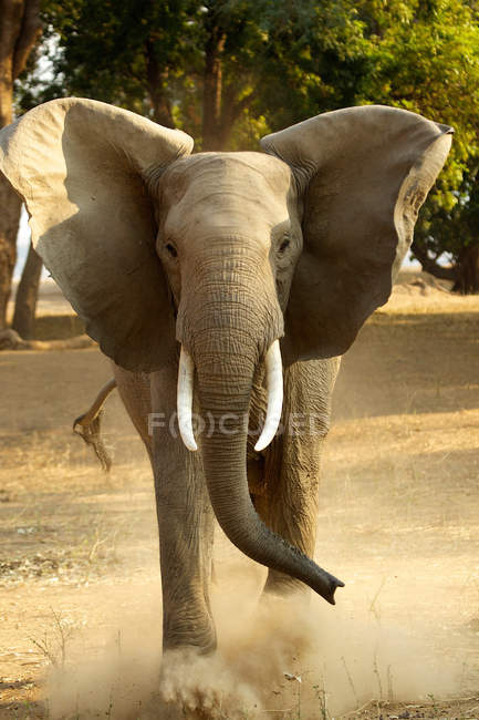 Elefante africano che scalcia polvere — Foto stock