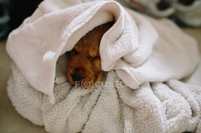 Close up de filhote de cachorro envolto em toalha de banho — Fotografia de Stock