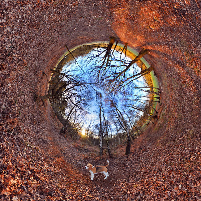 Cane Beagle e foglie in parco con effetto tunnel — Foto stock