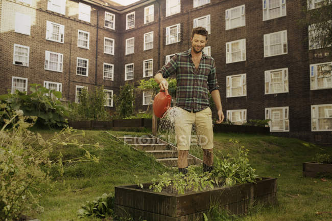 Man watering raised beds on council estate allotment — Stock Photo