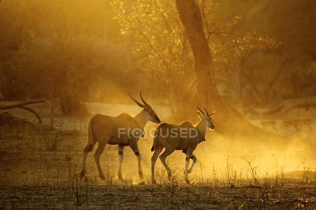 Elands running in Mana Pools national park at dawn, Zimbabwe, Africa — Stock Photo