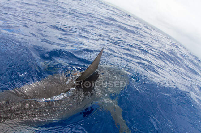 Tiburón nadando en el agua, aleta fuera del agua, vista elevada - foto de stock