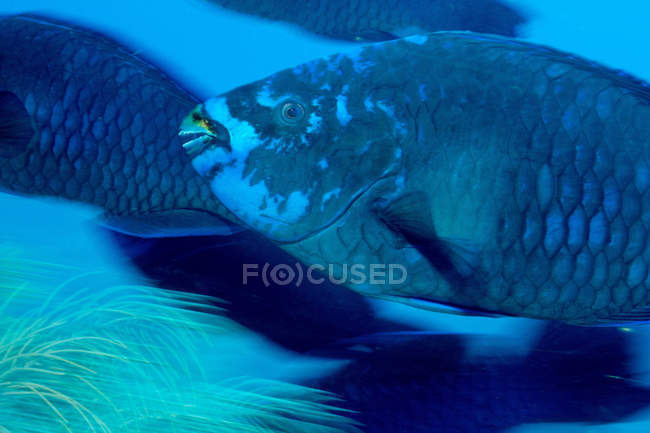Опівночі сині риби-папуги — стокове фото