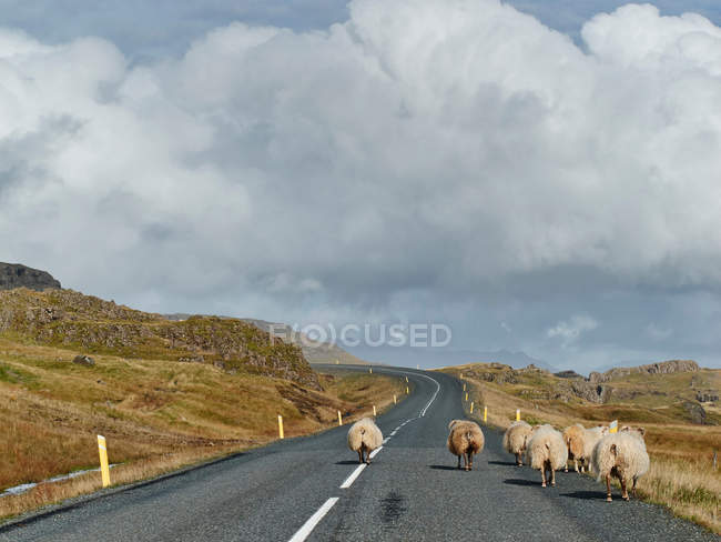 Moutons sur route rurale — Photo de stock