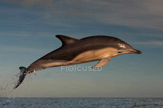 Дельфін, стрибнувши над водою — стокове фото