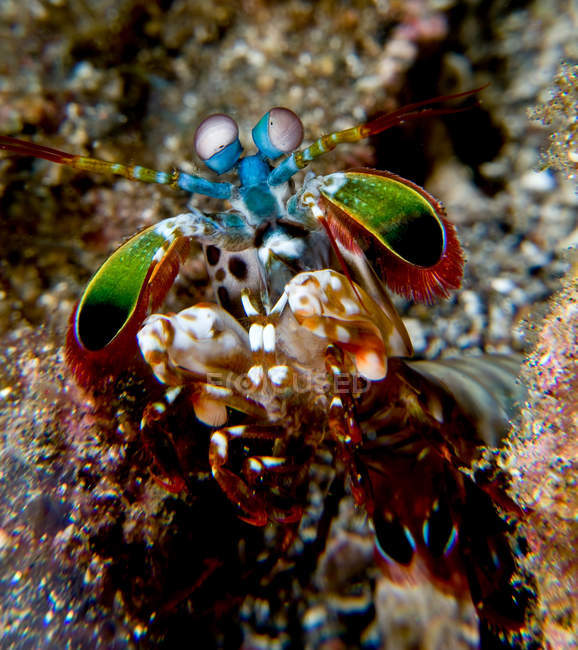 Close-up view of mantis shrimp — Stock Photo