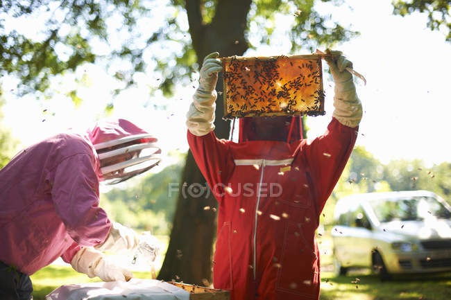 Dos apicultores levantando el marco de la colmena - foto de stock