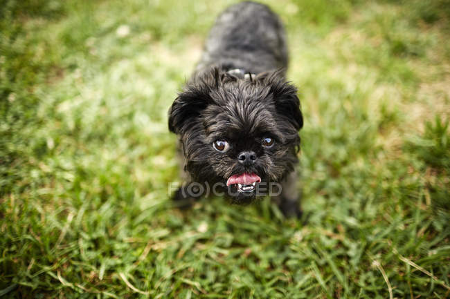 Брюссельская собака-грифон стоит на траве и смотрит в камеру — стоковое фото
