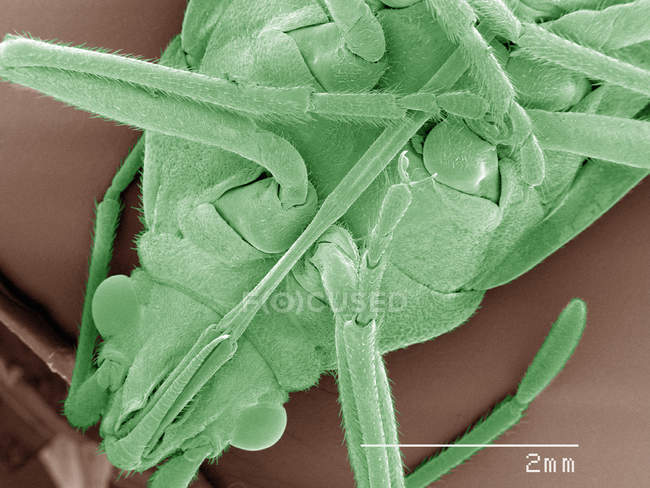 Micrógrafo electrónico de barrido coloreado del insecto boxelder - foto de stock