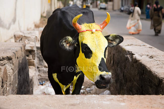 Корова пофарбована жовтим кольором для фестивалю Pongal — стокове фото