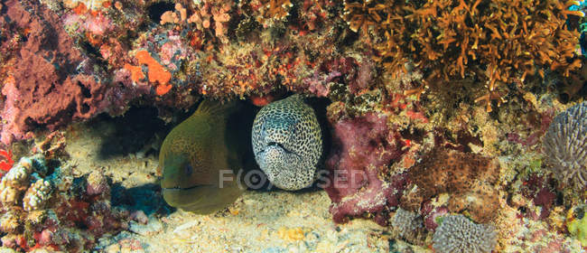 Giant moray eel beside coral under water — Stock Photo