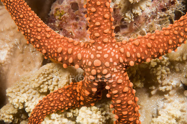 Морская звезда на коралловом рифе, крупным планом — стоковое фото
