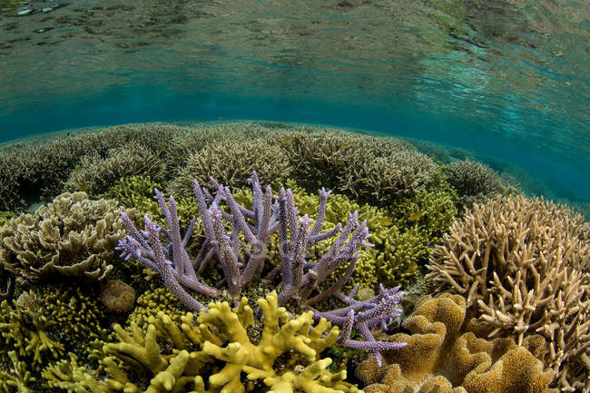 Vista de los corales ramificados en las Islas Salomón - foto de stock