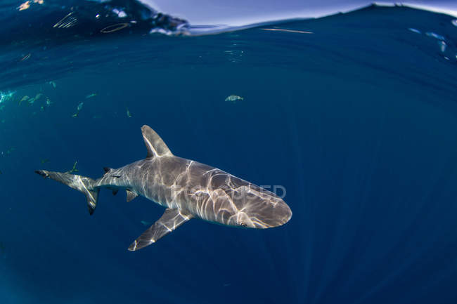 Tubarão do recife do caribe que flutua debaixo de água — Fotografia de Stock