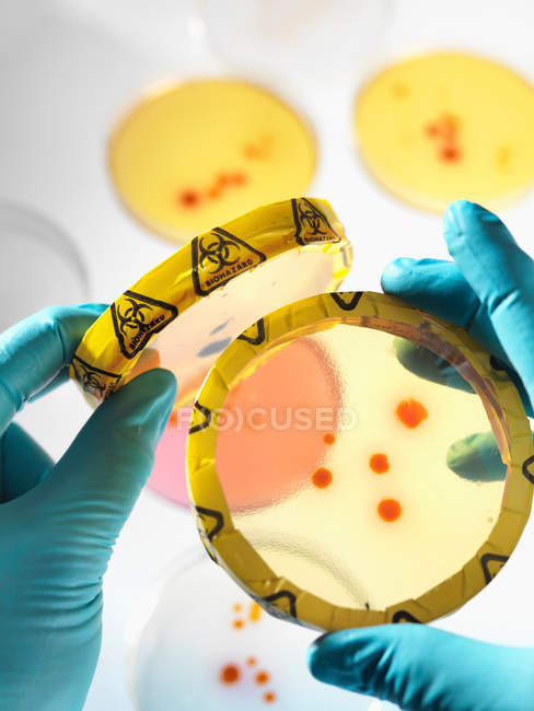Micro organisms growing in petri dishes with biohazard label being examined by scientist. — Stock Photo